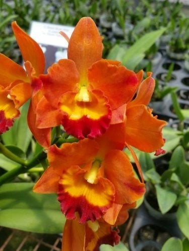 Rhyncattleanthe Miki Fire Ball (Rlc. Kat E-Sun x Ctt. Little Fairy) --Orchid