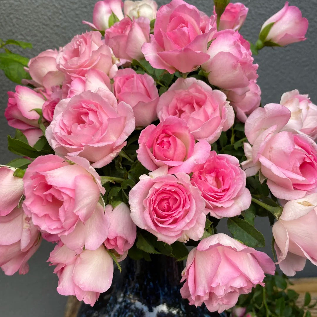 'Rien Rose' Shrub Rose