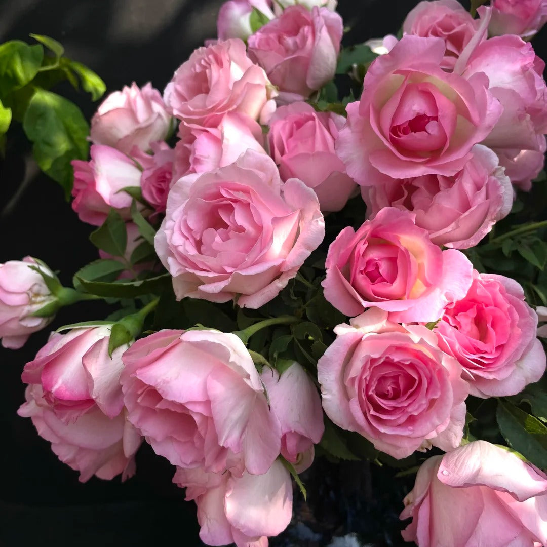 'Rien Rose' Shrub Rose