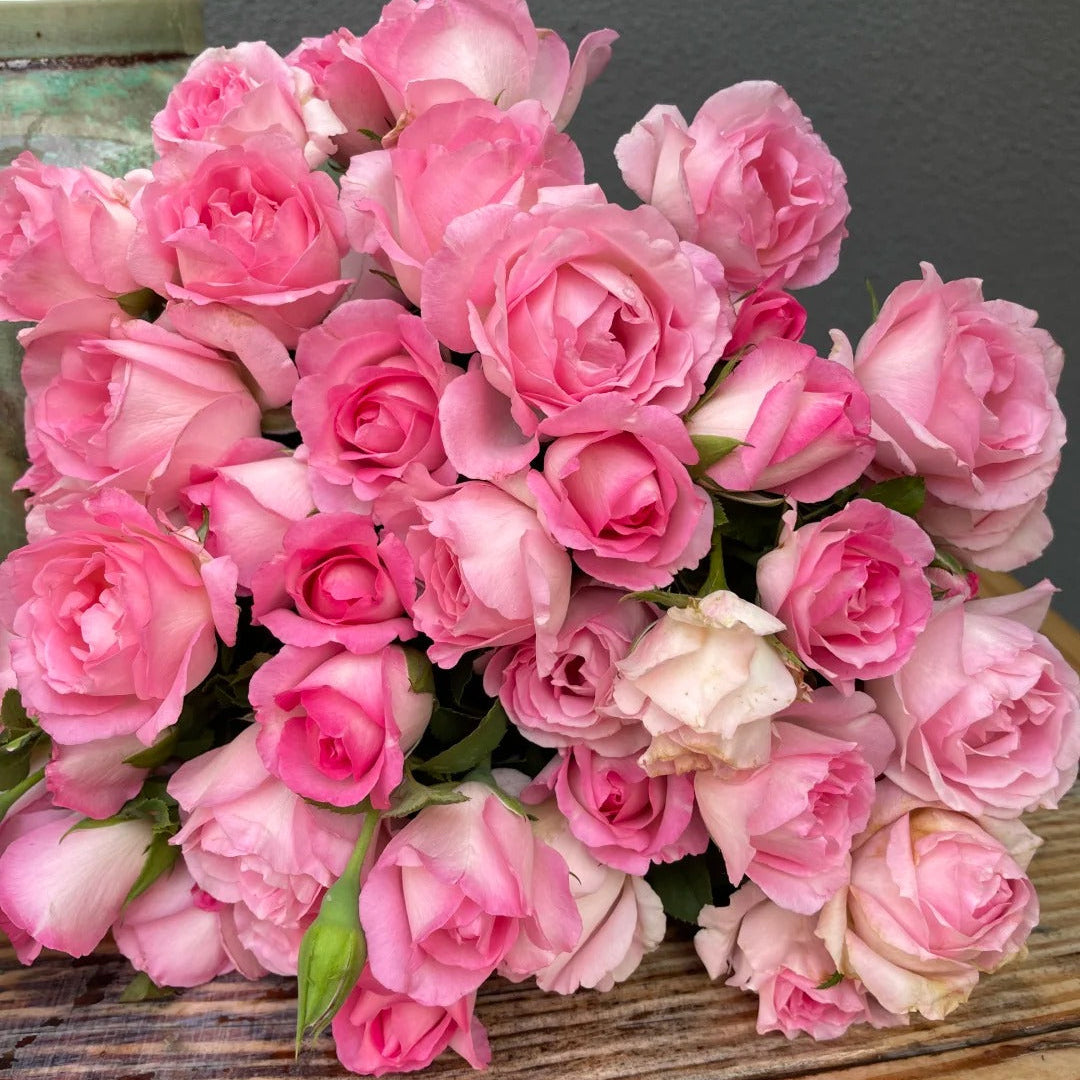 'Rien Rose' Shrub Rose