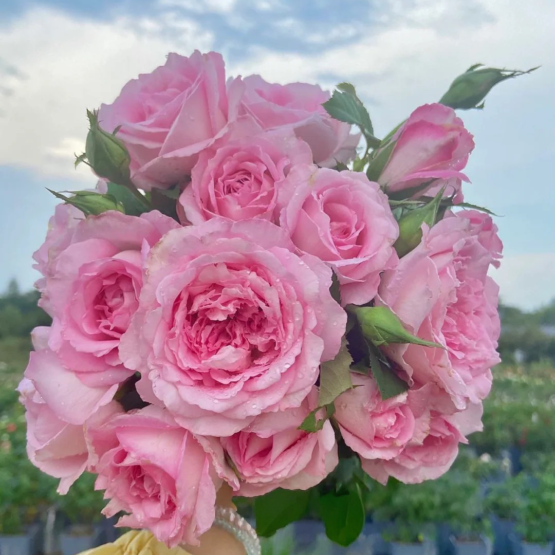 'Rien Rose' Shrub Rose