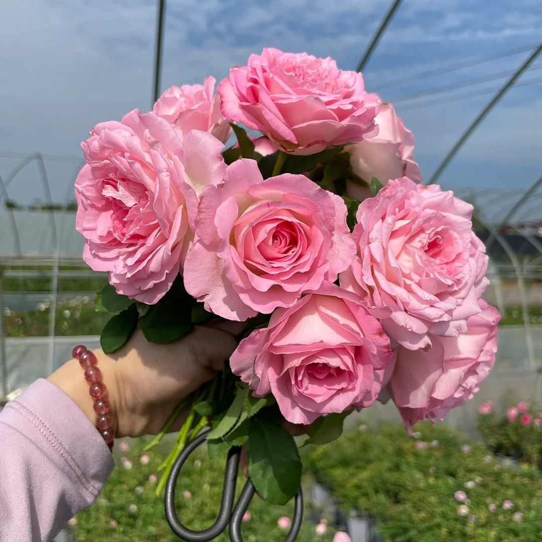 'Rien Rose' Shrub Rose
