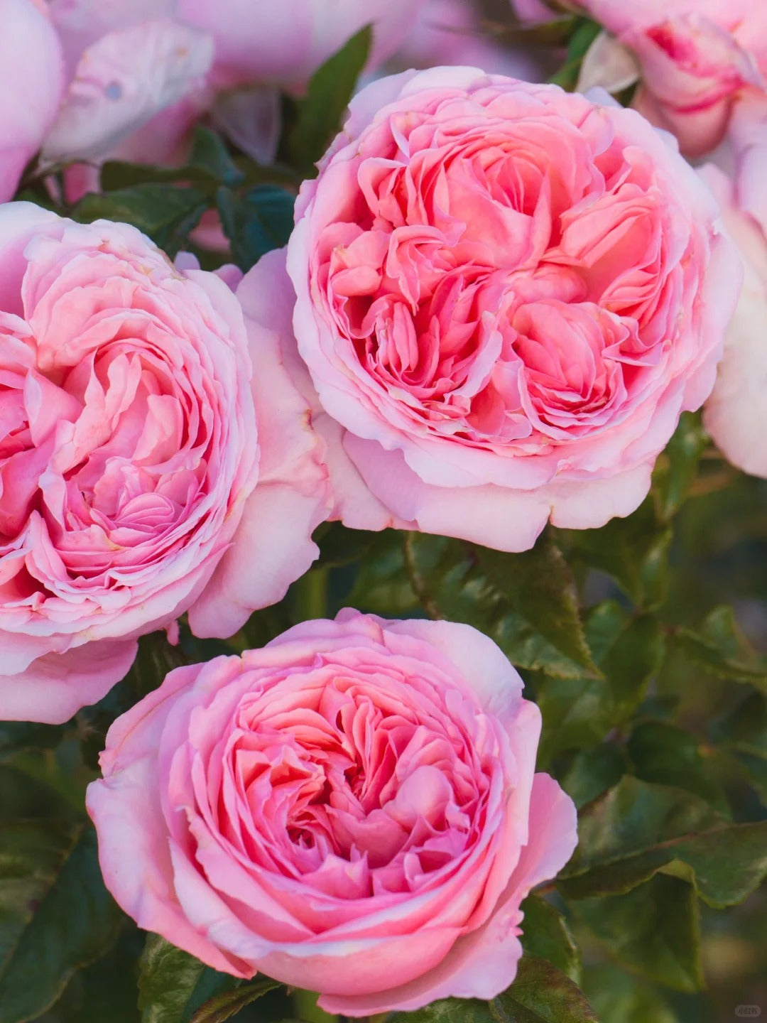 Ball Gown™ Romantica® Shrub Rose Brush Live Plant, 5 gallon