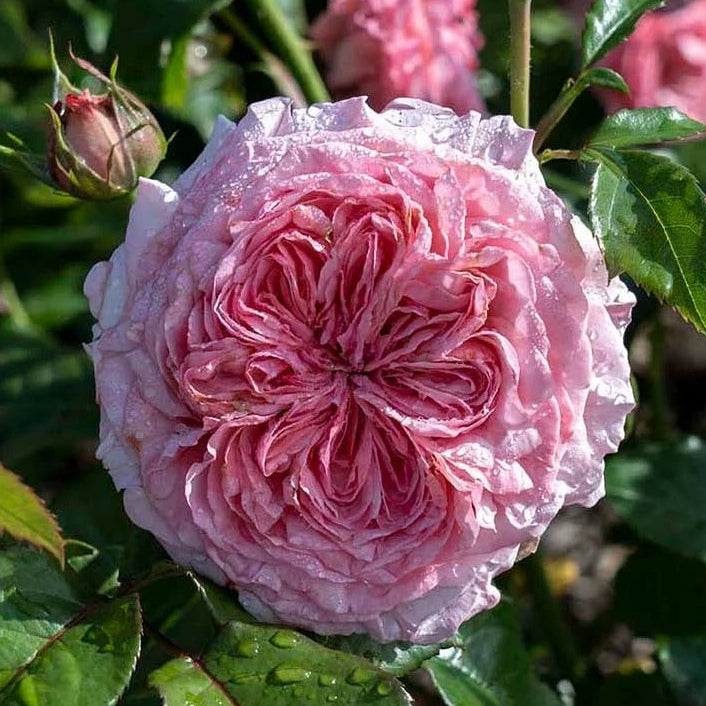 Ball Gown™ Romantica® Shrub Rose Brush Live Plant, 5 gallon