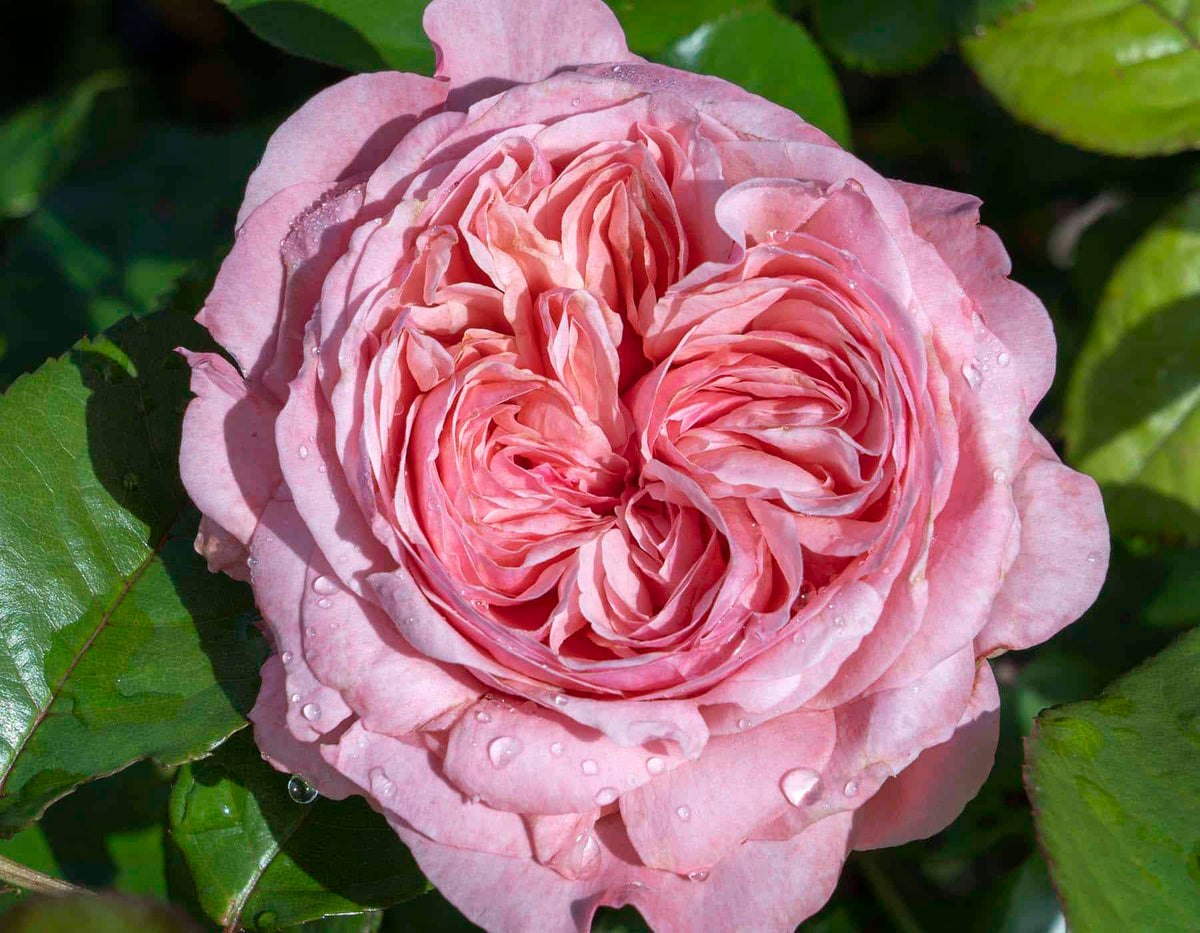 Ball Gown™ Romantica® Shrub Rose Brush Live Plant, 5 gallon