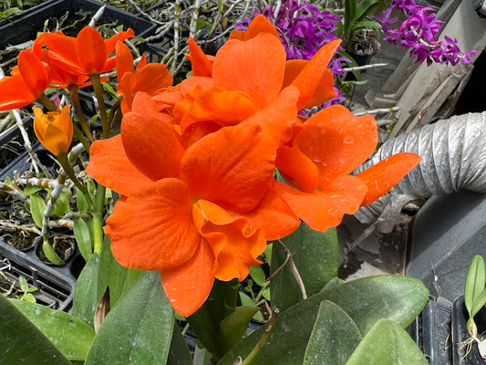 Rth. Hsinying Orange Nugget 'Orange Queen' --Orchid