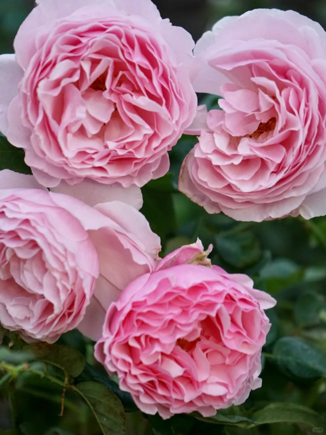 Scentuous® Shrub Rose Brush Live Plant, 5 gallon