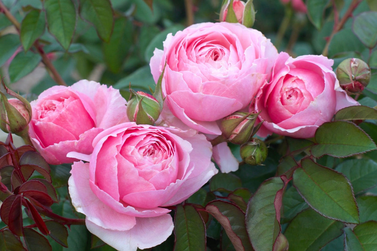 Scentuous® Shrub Rose Brush Live Plant, 5 gallon