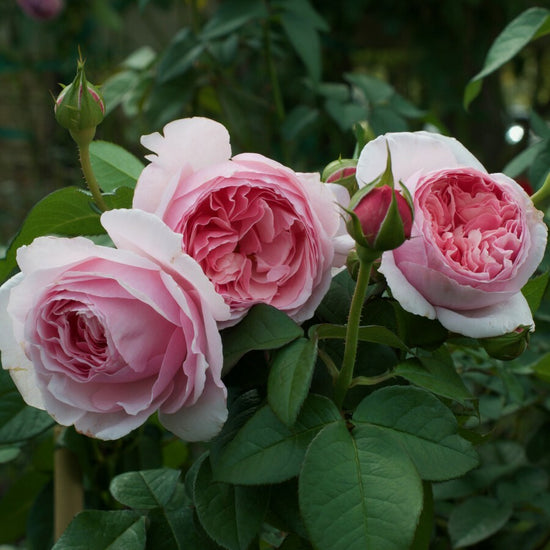 Scentuous® Shrub Rose Brush Live Plant, 5 gallon