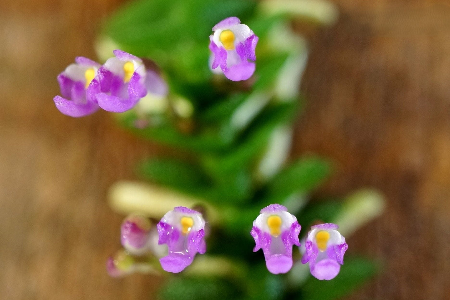 Schoenorchis scolopendria --Miniature Orchid