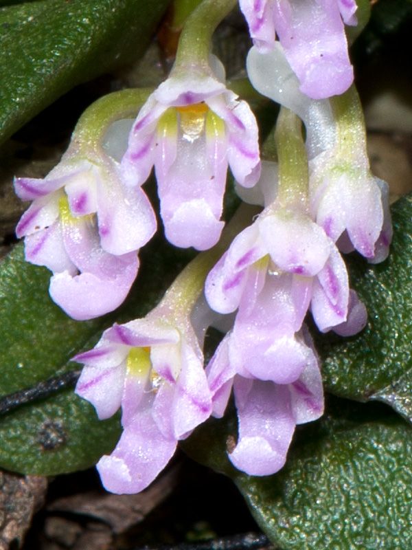 Schoenorchis seidenfadenii --Miniature Orchid