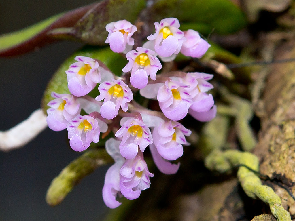 Schoenorchis seidenfadenii --Miniature Orchid