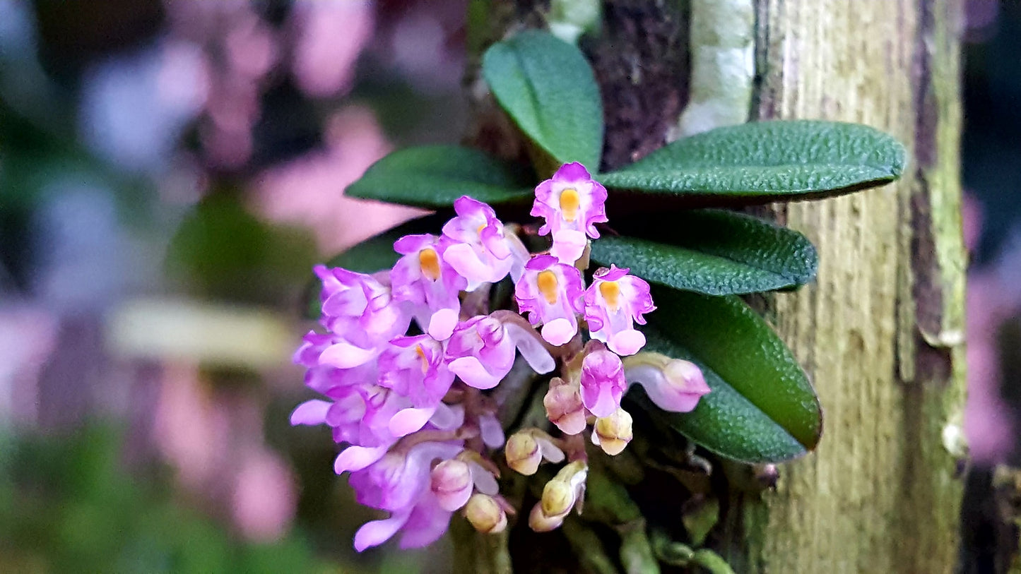 Schoenorchis tixieri --Fragrant, Miniature Orchid