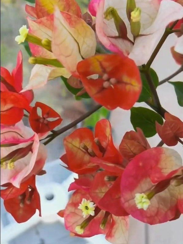 Bougainvillea 'Creme Brulee'