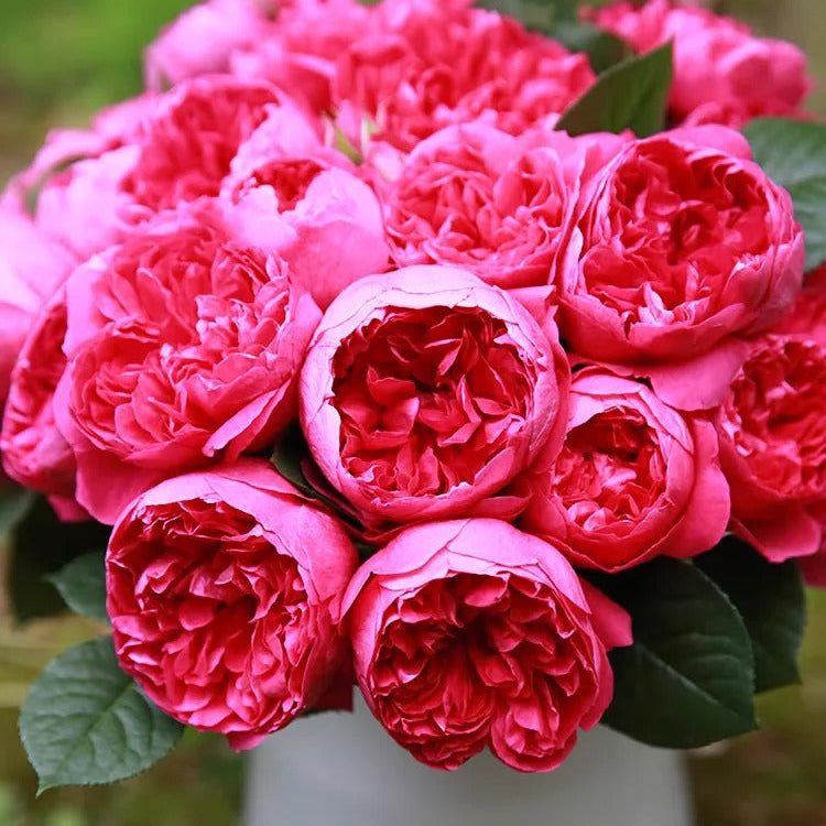 'Shining Rigina' Shrub Rose