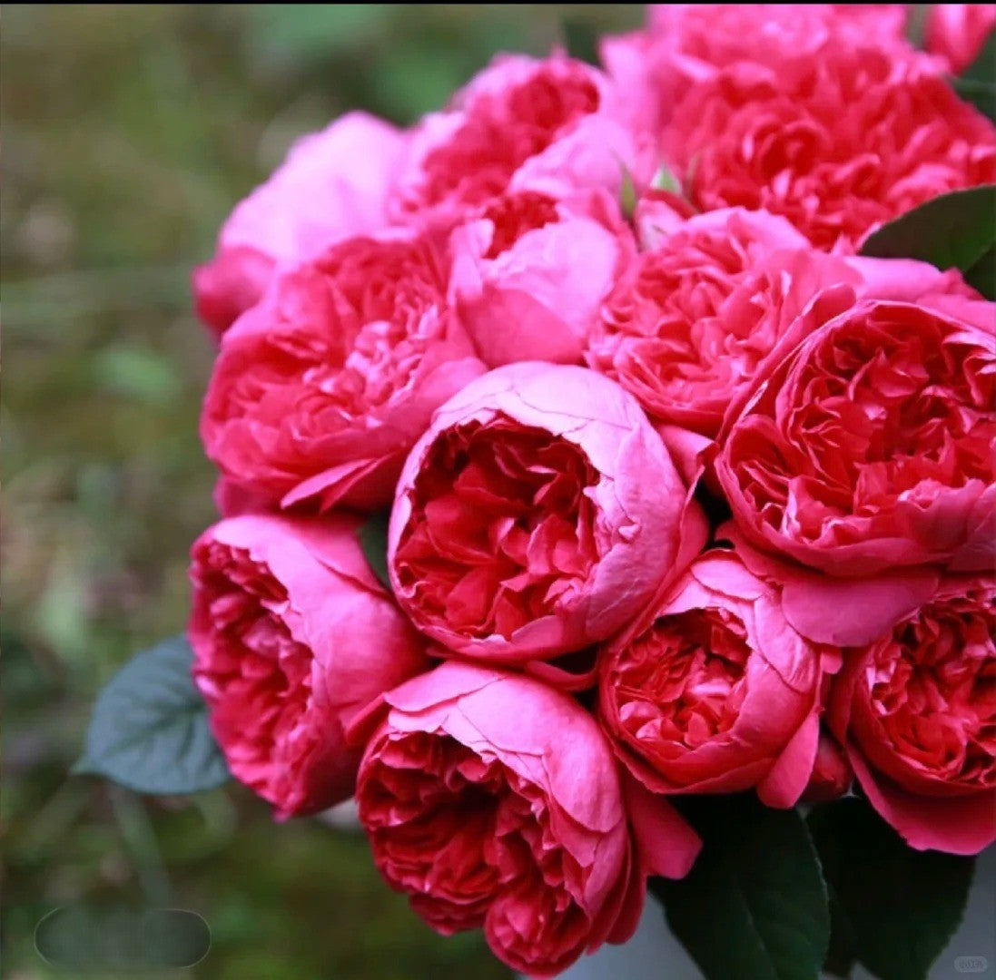 'Shining Rigina' Shrub Rose