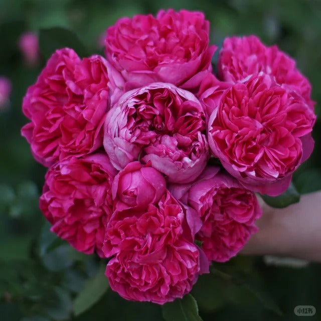'Shining Rigina' Shrub Rose