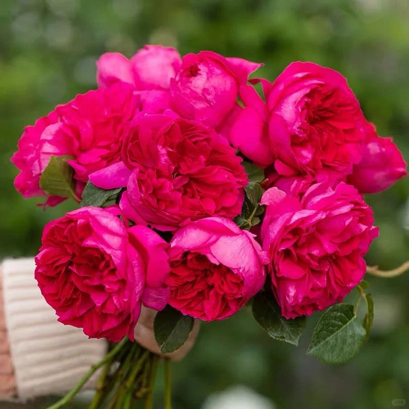 'Shining Rigina' Shrub Rose