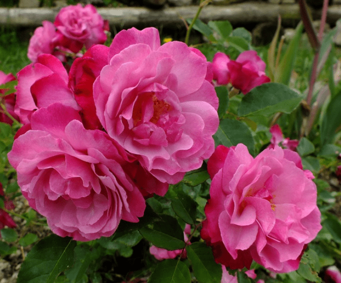 Sophy's Rose (Auslot) David Austin® Shrub Rose Brush Live Plant, 3-5 gallon