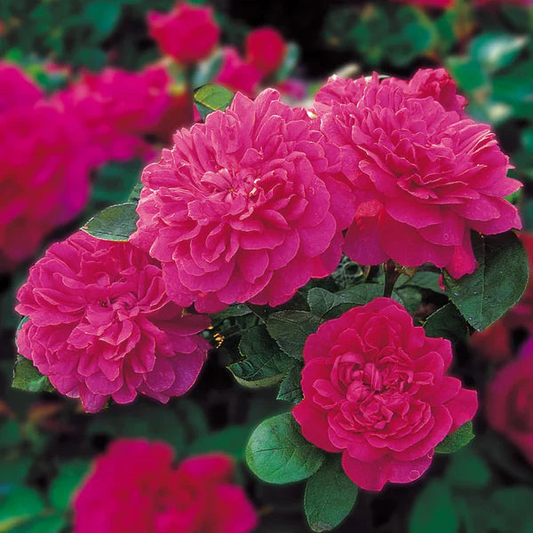 Sophy's Rose (Auslot) David Austin® Shrub Rose Brush Live Plant, 3-5 gallon