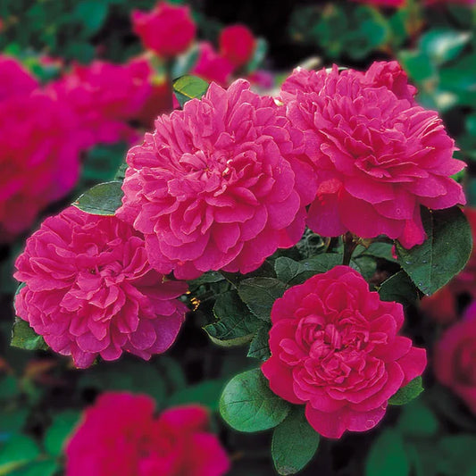 Sophy's Rose (Auslot) David Austin® Shrub Rose Brush Live Plant, 3-5 gallon