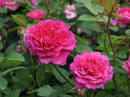 Sophy's Rose (Auslot) David Austin® Shrub Rose Brush Live Plant, 3-5 gallon