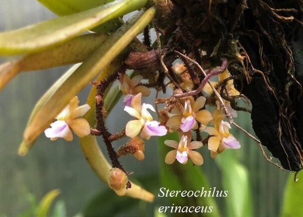 Stereochilus erinaceus --Fragrant, Miniature Orchid