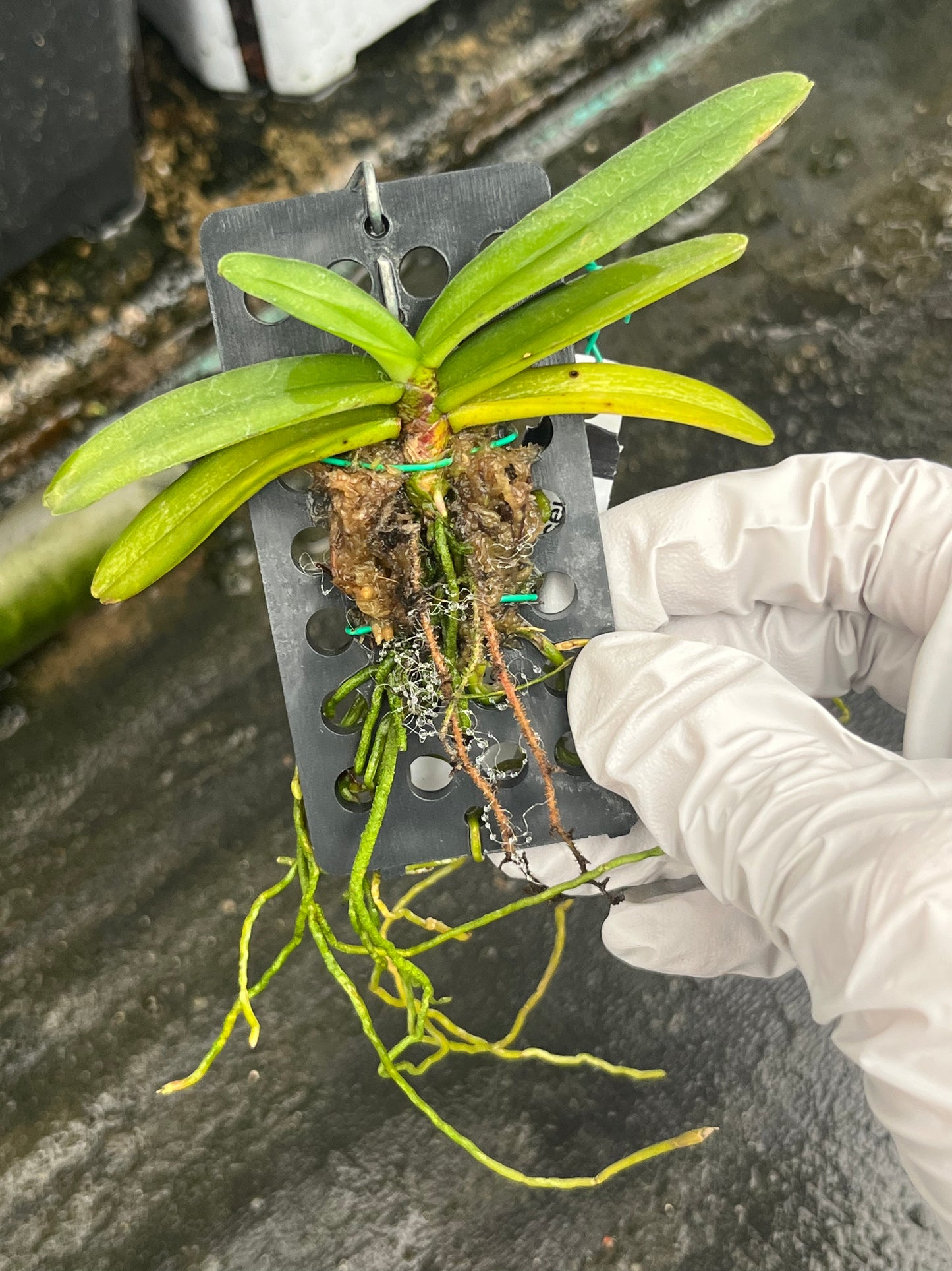 Stereochilus erinaceus --Fragrant, Miniature Orchid