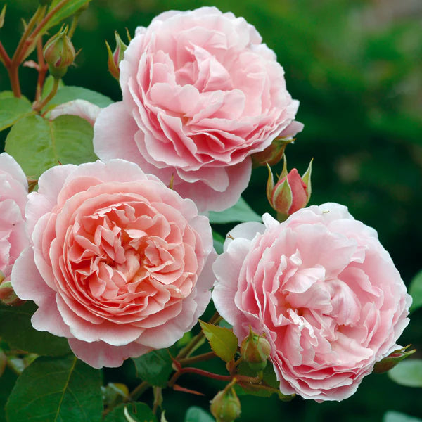 Strawberry Hill® (Ausrimini) David Austin® Climbing Rose Brush Live Plant, 5 gallon