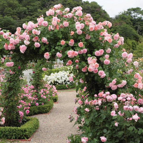 Strawberry Hill® (Ausrimini) David Austin® Climbing Rose Brush Live Plant, 5 gallon