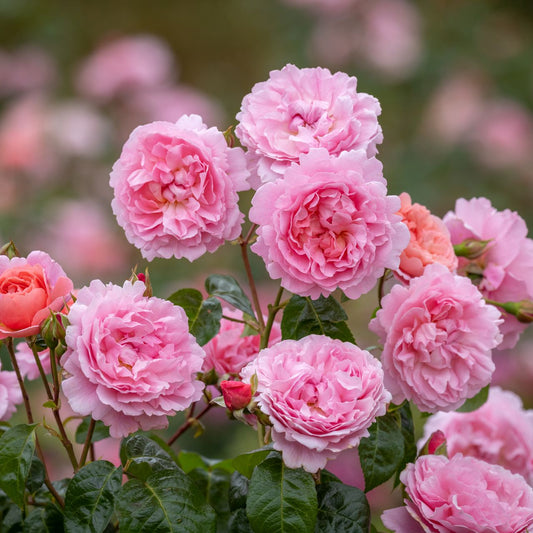 Strawberry Hill® (Ausrimini) David Austin® Climbing Rose Brush Live Plant, 5 gallon
