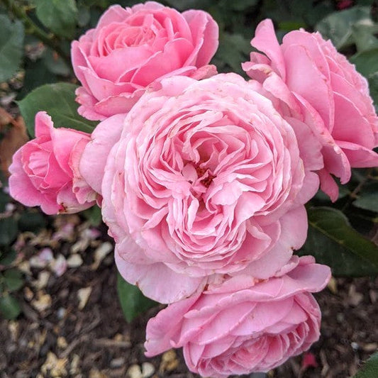 Summer Romance™ Parfuma® Shrub Rose Brush Live Plant, 5 gallon
