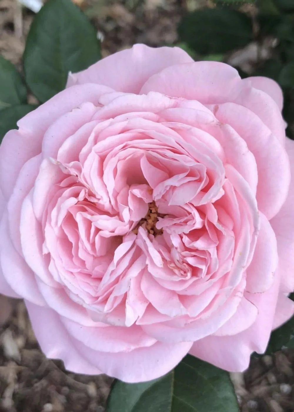 Summer Romance™ Parfuma® Shrub Rose Brush Live Plant, 5 gallon