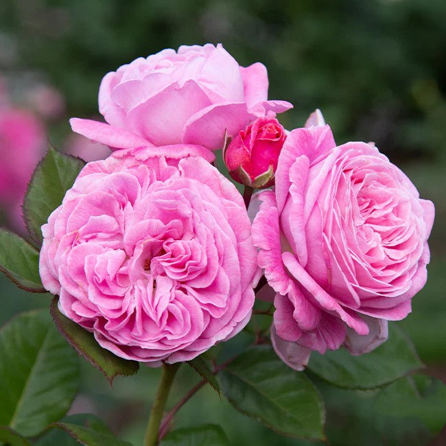 Summer Romance™ Parfuma® Shrub Rose Brush Live Plant, 5 gallon