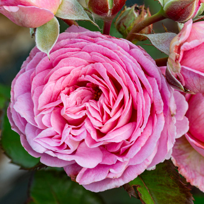 Summer Romance™ Parfuma® Shrub Rose Brush Live Plant, 5 gallon