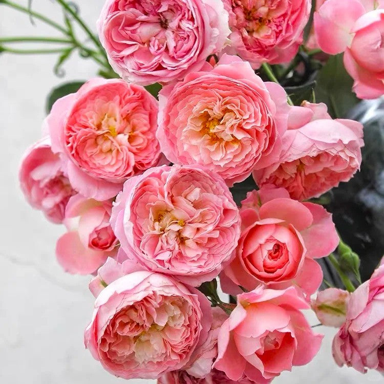 'Summer Fireworks' Shrub Rose