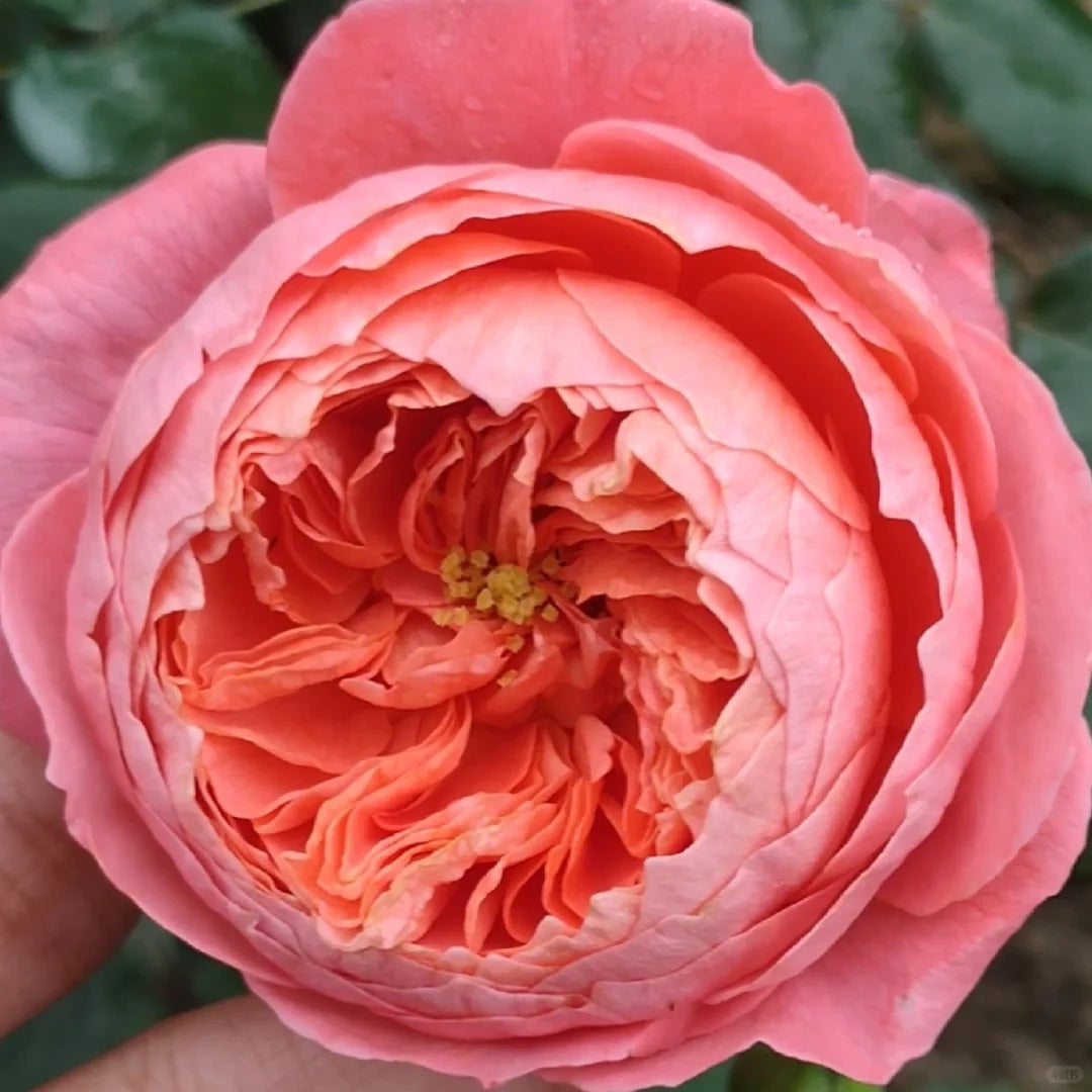 'Summer Fireworks' Shrub Rose