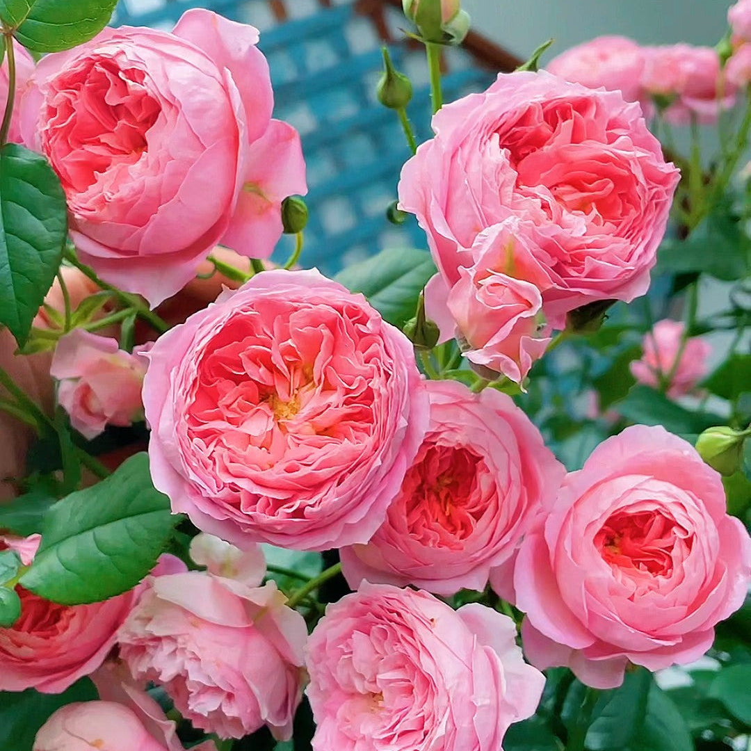 'Summer Fireworks' Shrub Rose