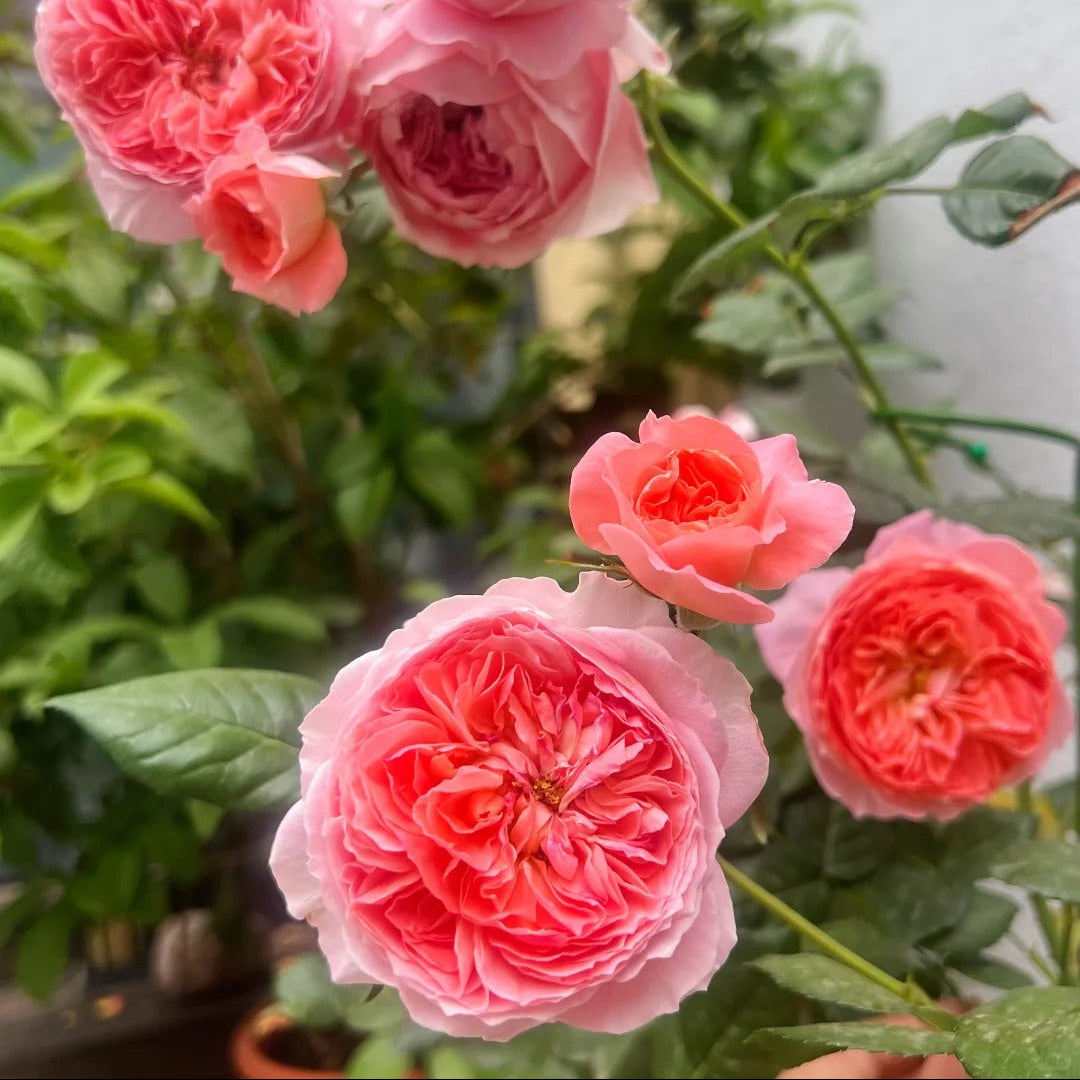 'Summer Fireworks' Shrub Rose