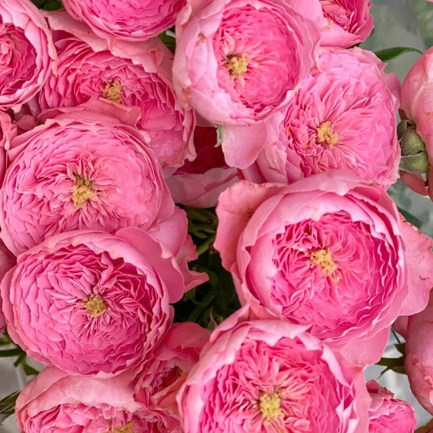 'Summer Fireworks' Shrub Rose