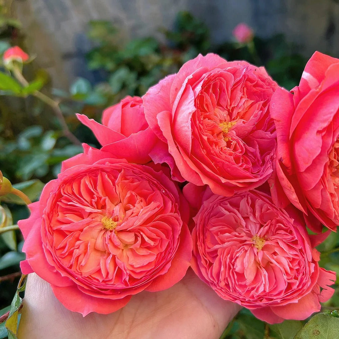 'Summer Fireworks' Shrub Rose