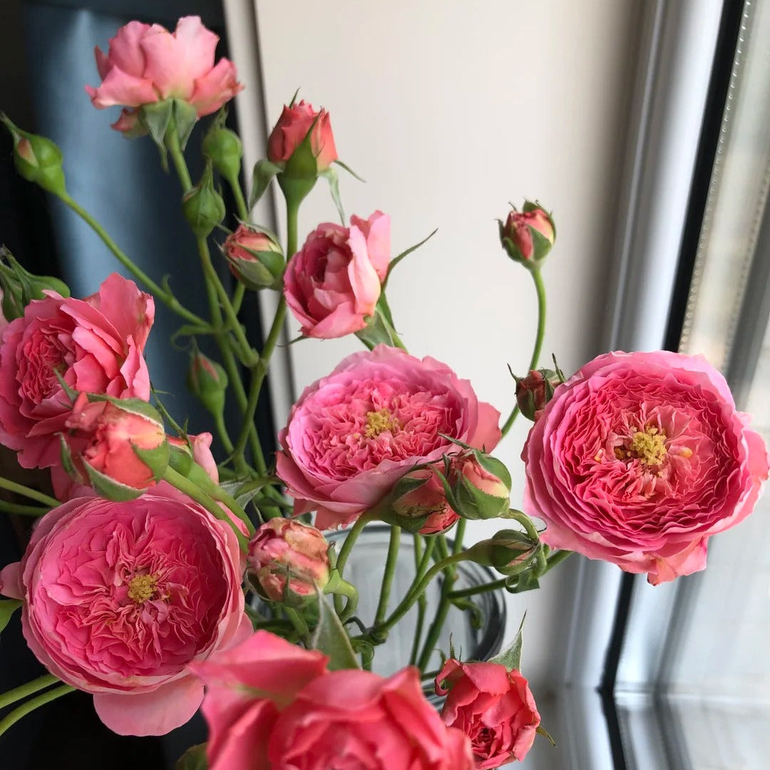 'Summer Fireworks' Shrub Rose