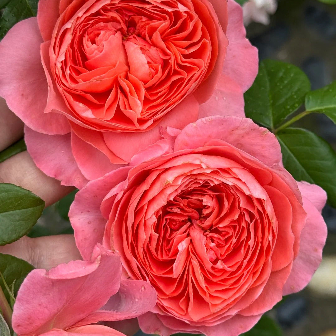 'Summer Fireworks' Shrub Rose