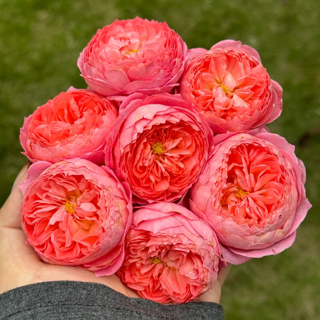 'Summer Fireworks' Shrub Rose