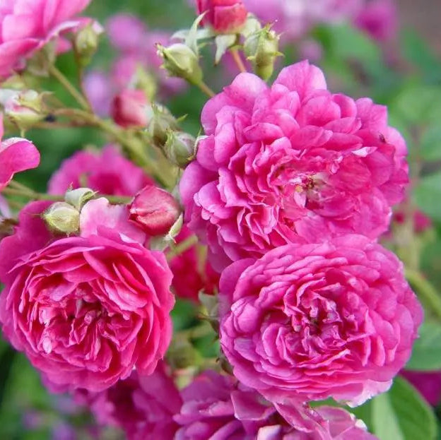 'Sweet Chariot' Tree Rose 22 in
