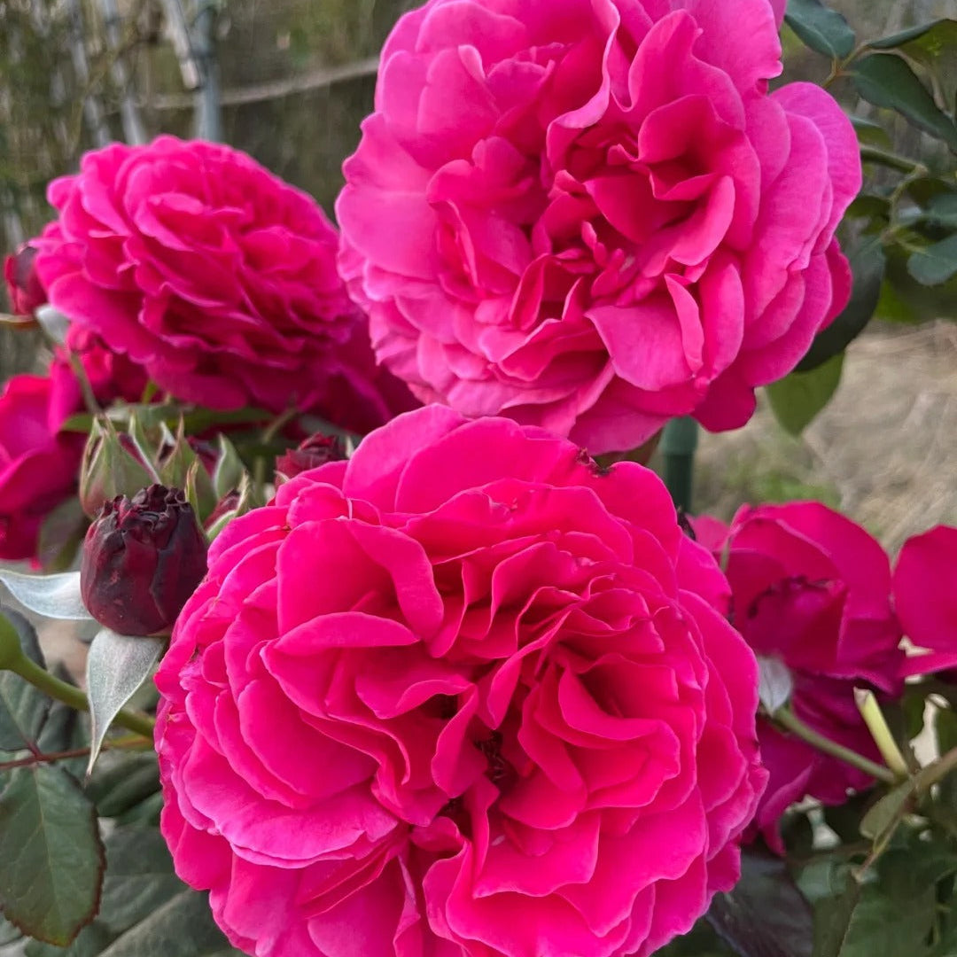 'Taoe' Shrub Rose
