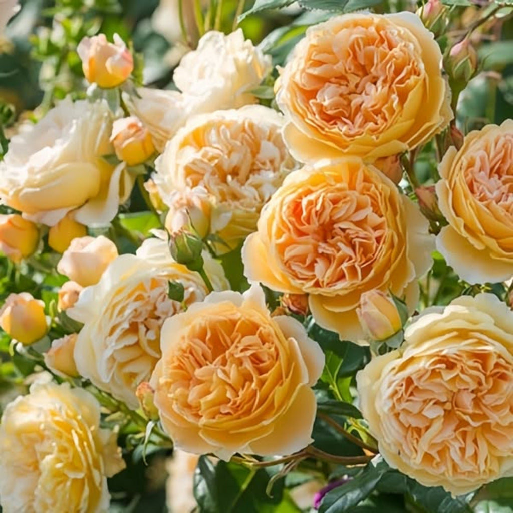 Teasing Georgia® (AUSbaker) David Austin® Climbing Rose Brush Live Plant, 5 gallon
