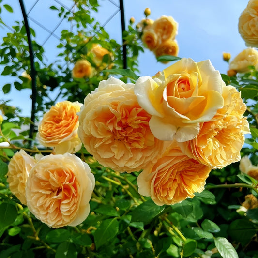 Teasing Georgia® (AUSbaker) David Austin® Climbing Rose Brush Live Plant, 5 gallon