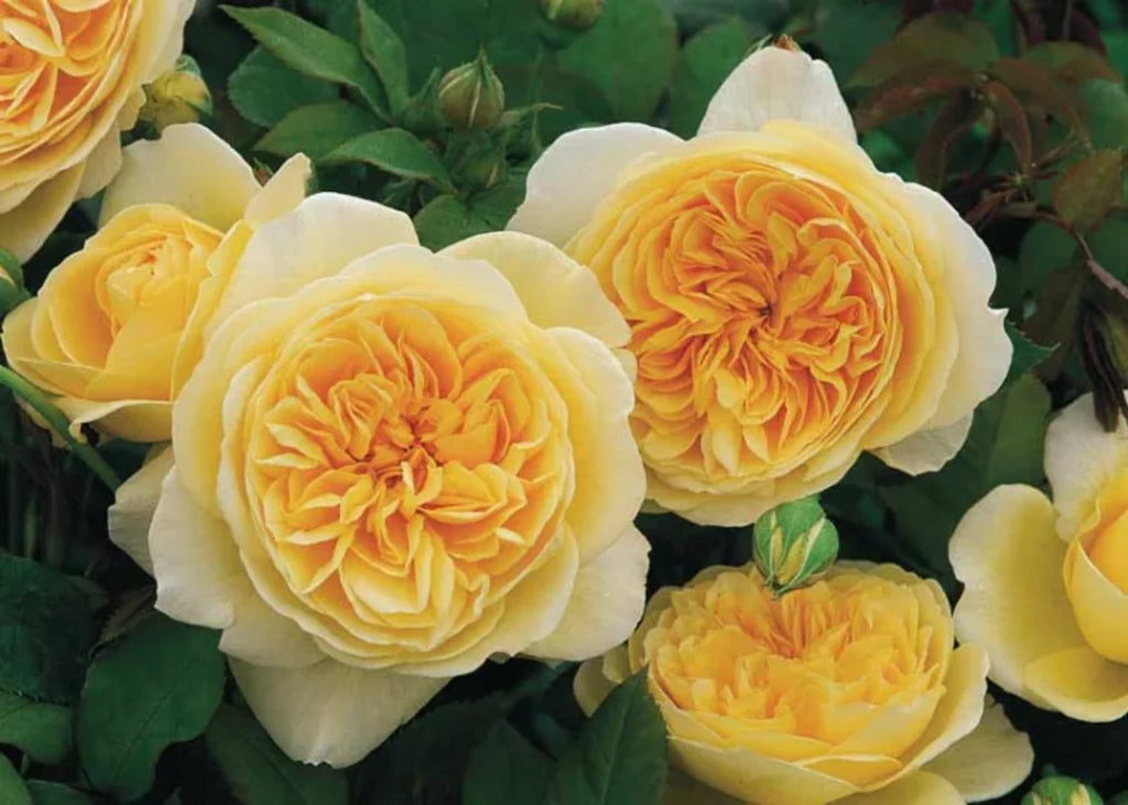 Teasing Georgia® (AUSbaker) David Austin® Climbing Rose Brush Live Plant, 5 gallon