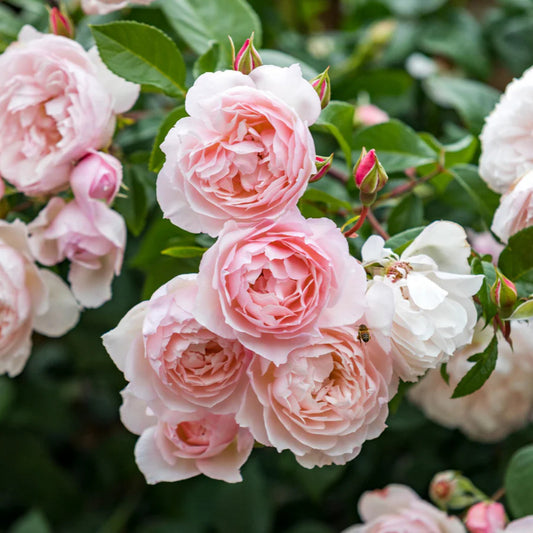 The Generous Gardener® (AUSdrawn) David Austin® Climbing Rose Brush Live Plant, 5 gallon